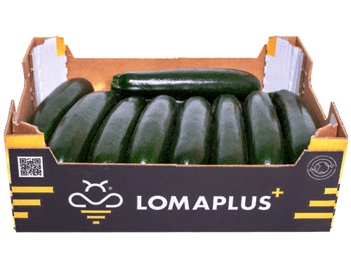 Lomanoryas Calabacín