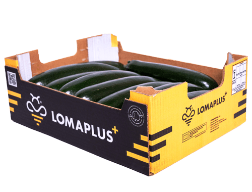Lomanoryas