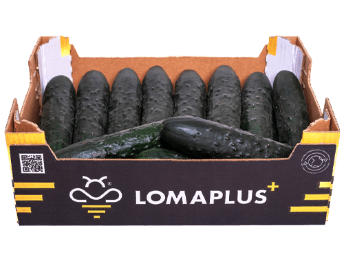 Lomanoryas Pepino