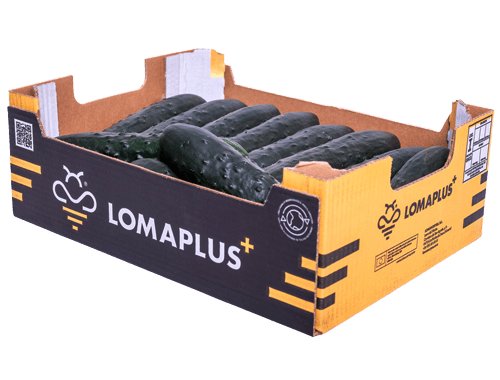 Pepino Lomaplus