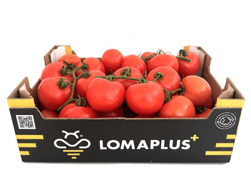 Lomanoryas